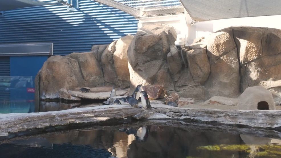 Birch Aquarium at Scripps is home to the smallest penguins in the world-the blue penguin. (Amazing America)