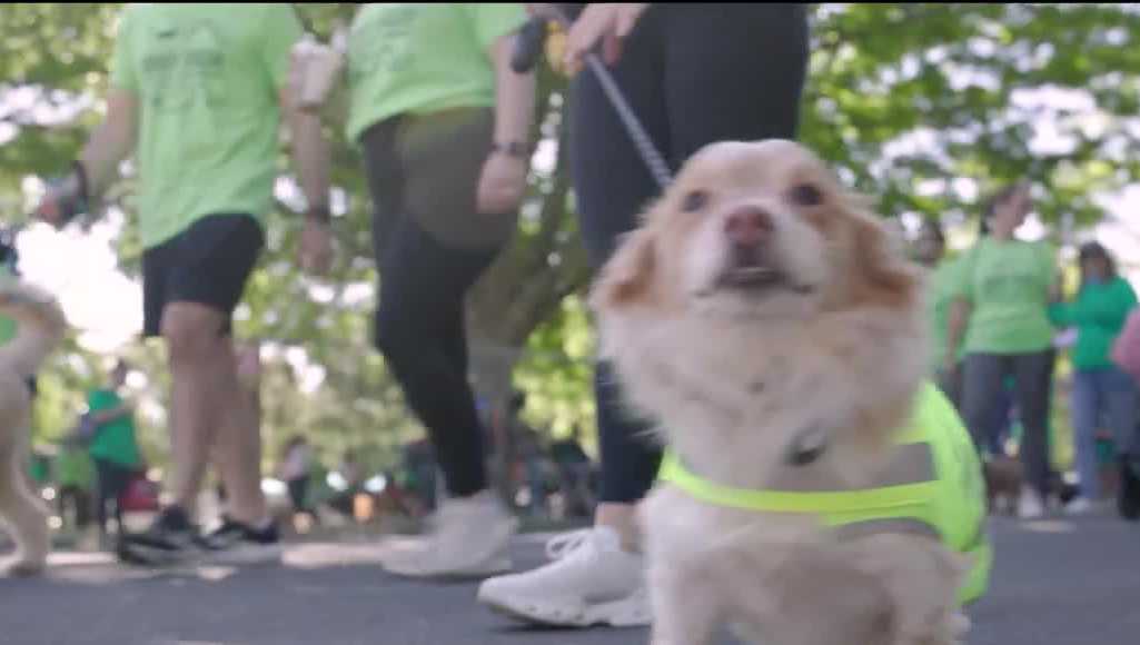 'Doggy Dash' brings dogs and dog lovers to William Land Park for a good cause