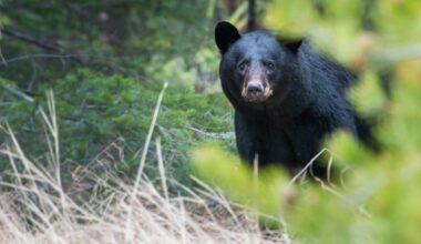 California increases individual bear hunting limit to two, statewide cap unchanged