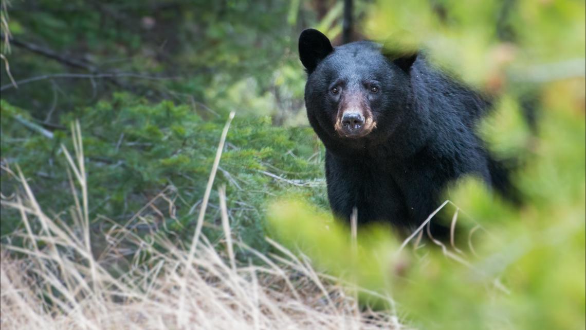 California increases individual bear hunting limit to two, statewide cap unchanged