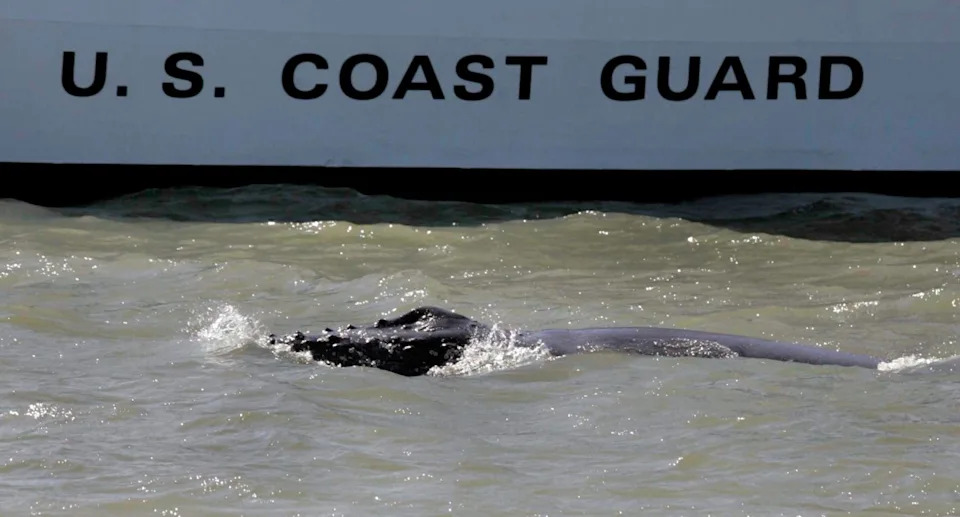 FILE – A humpback whale surfaces next to a U.S. Coast Guard vessel in Rio Vista, Calif. (AP Photo/Kat Wade, Pool)