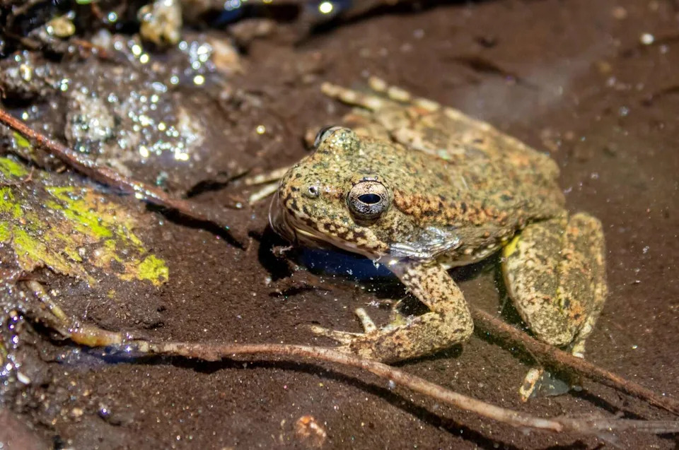 A foothill yellow-legged frog is seen along the banks of the Feather River in Northern California. (Rebecca Fabbri / U.S. Fish and Wildlife Service)