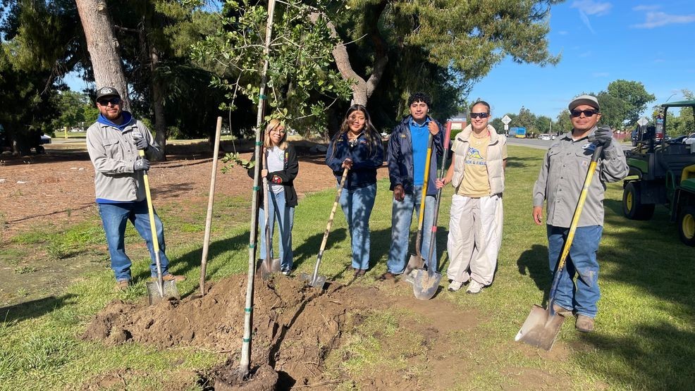 CSUB's Sustainability Department plant Live Oak and Western Sycamore Trees for Earth Day PHOTO: KBFX{p}{/p}