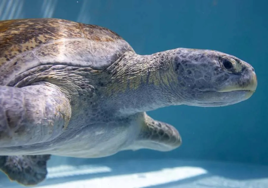 Rescued green sea turtle named Meatloaf swims inside a rehabilitation tank at the Aquarium of the Pacific in Long Beach after being treated for injuries caused by fishing line entanglement.
