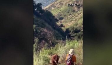 Bear charges hiker on Mount Wilson trail in Los Angeles