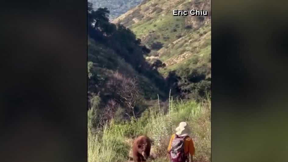 Bear charges hiker on Mount Wilson trail in Los Angeles