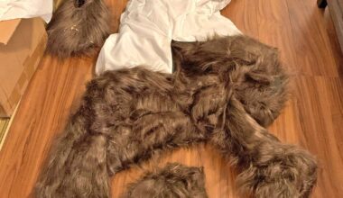 California bear-suit luxury car scam ends in insurance fraud sentences for 3 :: WRAL.com