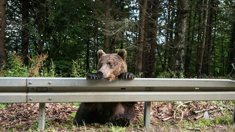 A brown bear resting on a guard rail on the side of the road.Image via Shutterstock/artfotoxyz