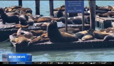 Watch: Massive sea lion 'Chonkers' drawing crowds in San Francisco
