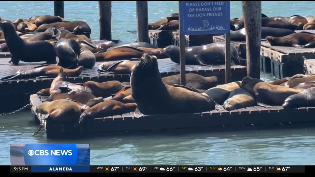 Watch: Massive sea lion 'Chonkers' drawing crowds in San Francisco