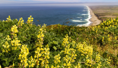 10 Northern California Spots to See Wildflower Superblooms This Spring