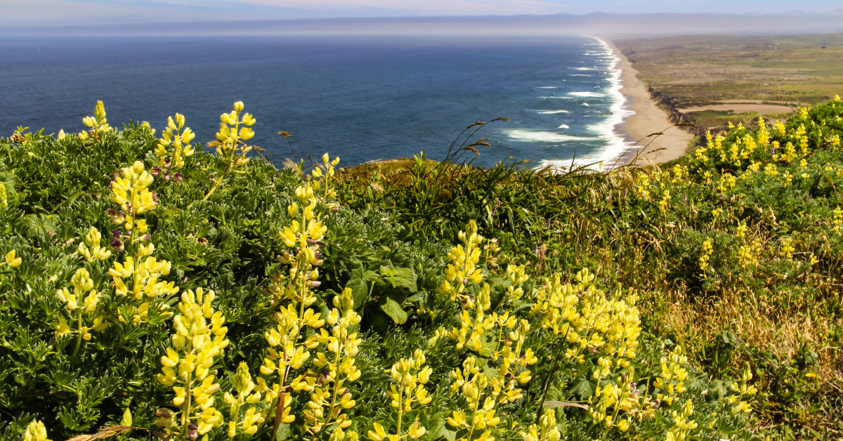 10 Northern California Spots to See Wildflower Superblooms This Spring