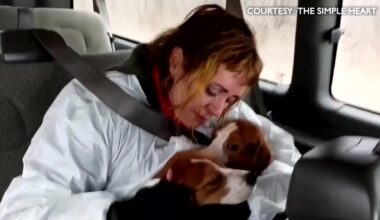 California woman joins mission to rescue beagles from Wisconsin breeding facility
