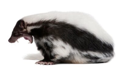 Skunk tests positive for rabies after biting Oakland County resident, health officials say