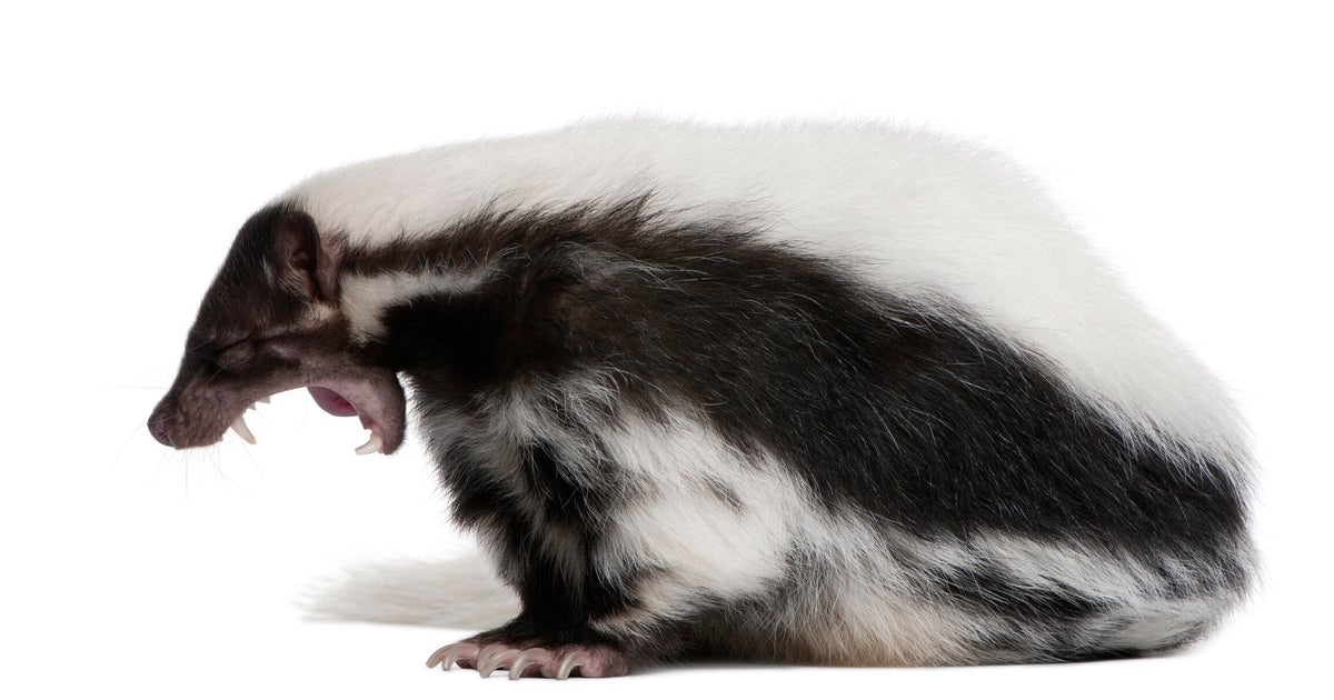 Skunk tests positive for rabies after biting Oakland County resident, health officials say