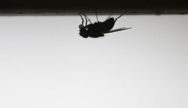 California officials warn of increase in tiny black flies known for painful bites