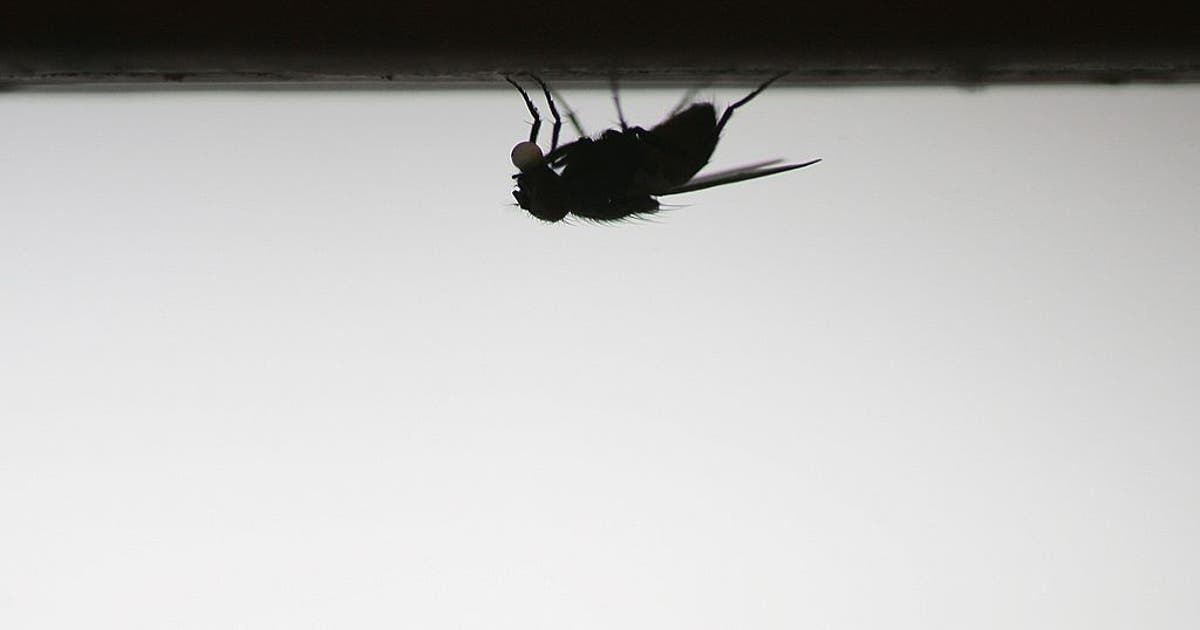 California officials warn of increase in tiny black flies known for painful bites