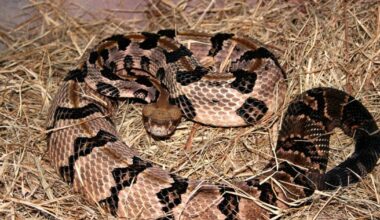 Southern California rattlesnake surge: Hiker rescued in Montecito as attacks rise
