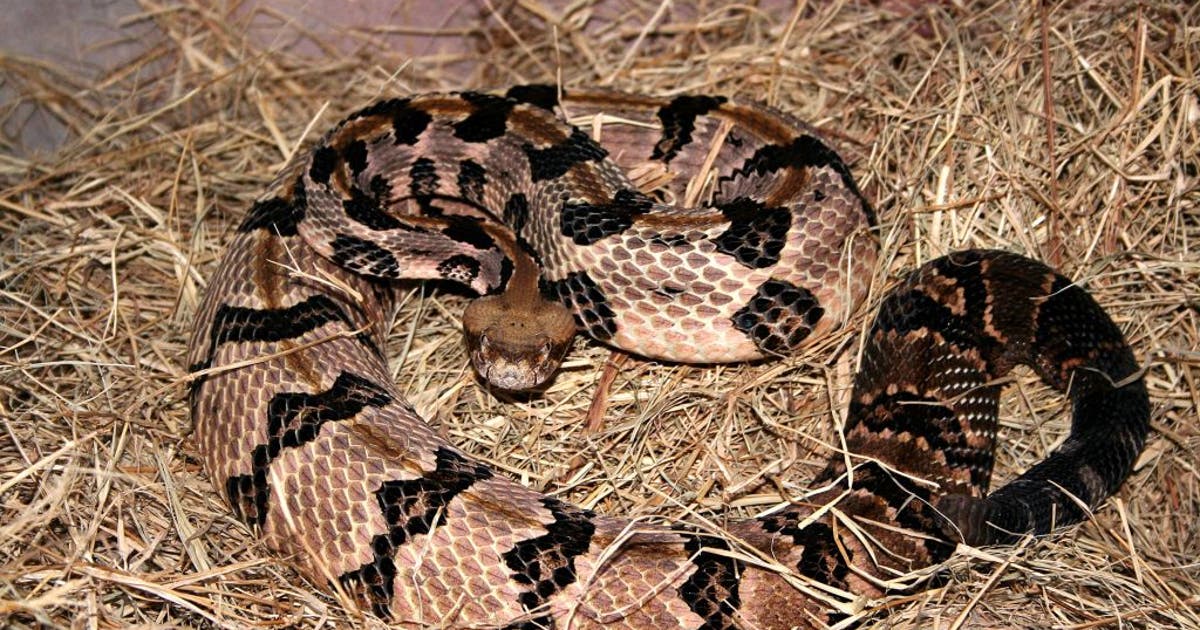 Southern California rattlesnake surge: Hiker rescued in Montecito as attacks rise