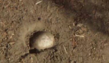 Human skull discovered during children's Easter egg hunt at Long Beach park