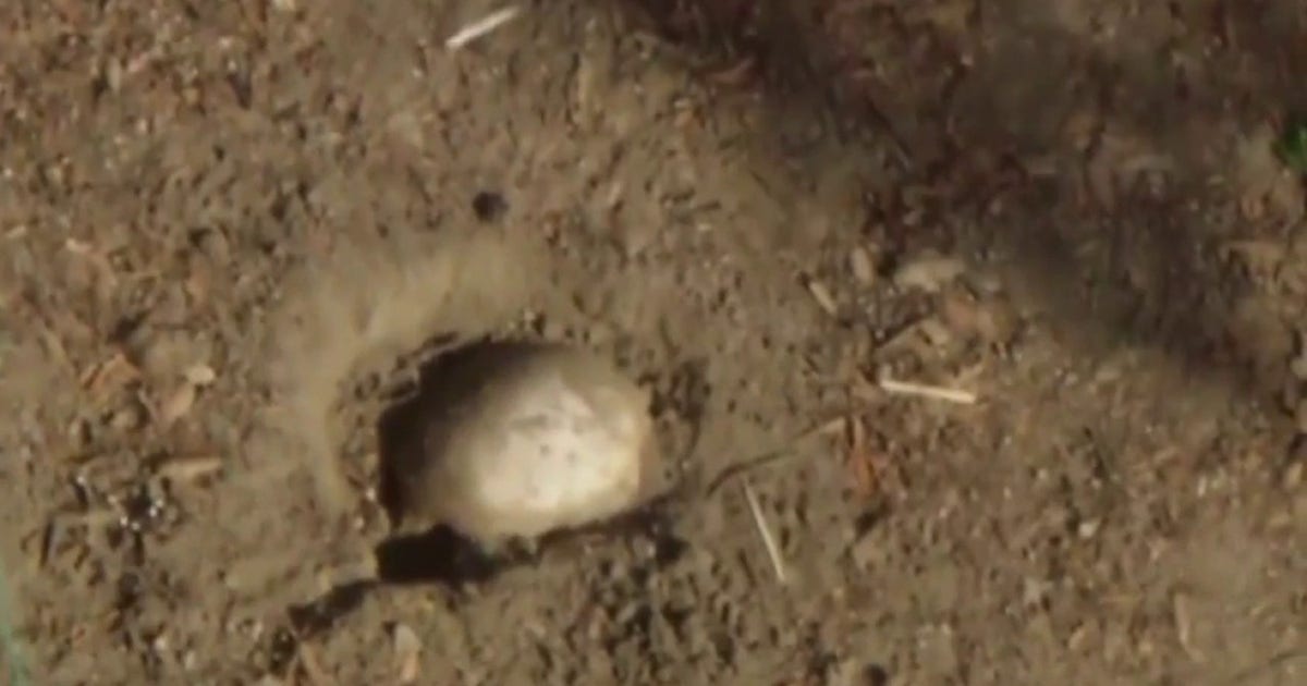 Human skull discovered during children's Easter egg hunt at Long Beach park