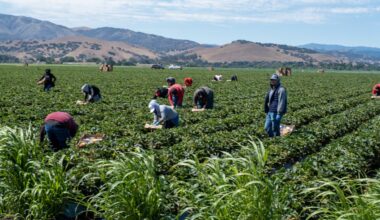 Farmworkers working in a field on a sunny day
