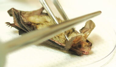 Bat with rabies found at Fullerton College – Orange County Register