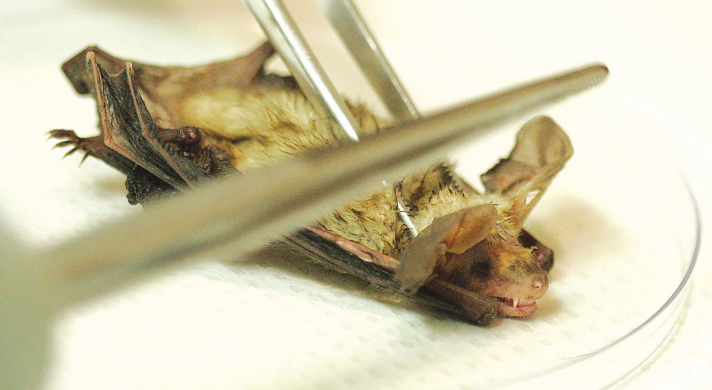 Bat with rabies found at Fullerton College – Orange County Register