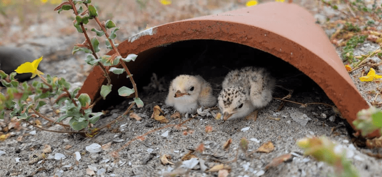 Nesting California least terns