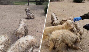 Over a dozen dogs abandoned at a park in Palmdale – NBC Los Angeles