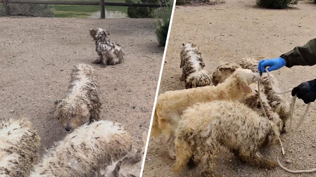Over a dozen dogs abandoned at a park in Palmdale – NBC Los Angeles