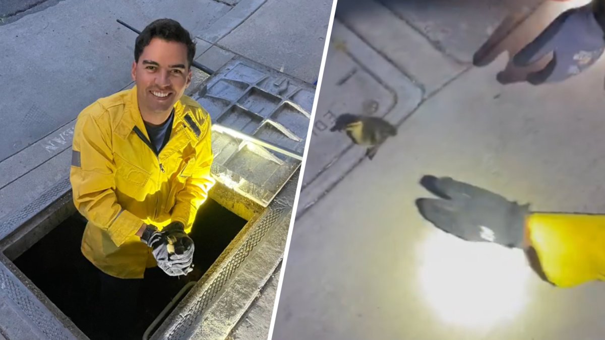 Huntington Beach Fire Department rescues ducklings storm drain – NBC Los Angeles