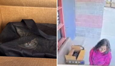 Woman abandons cat outside Redlands Animal Shelter – NBC Los Angeles