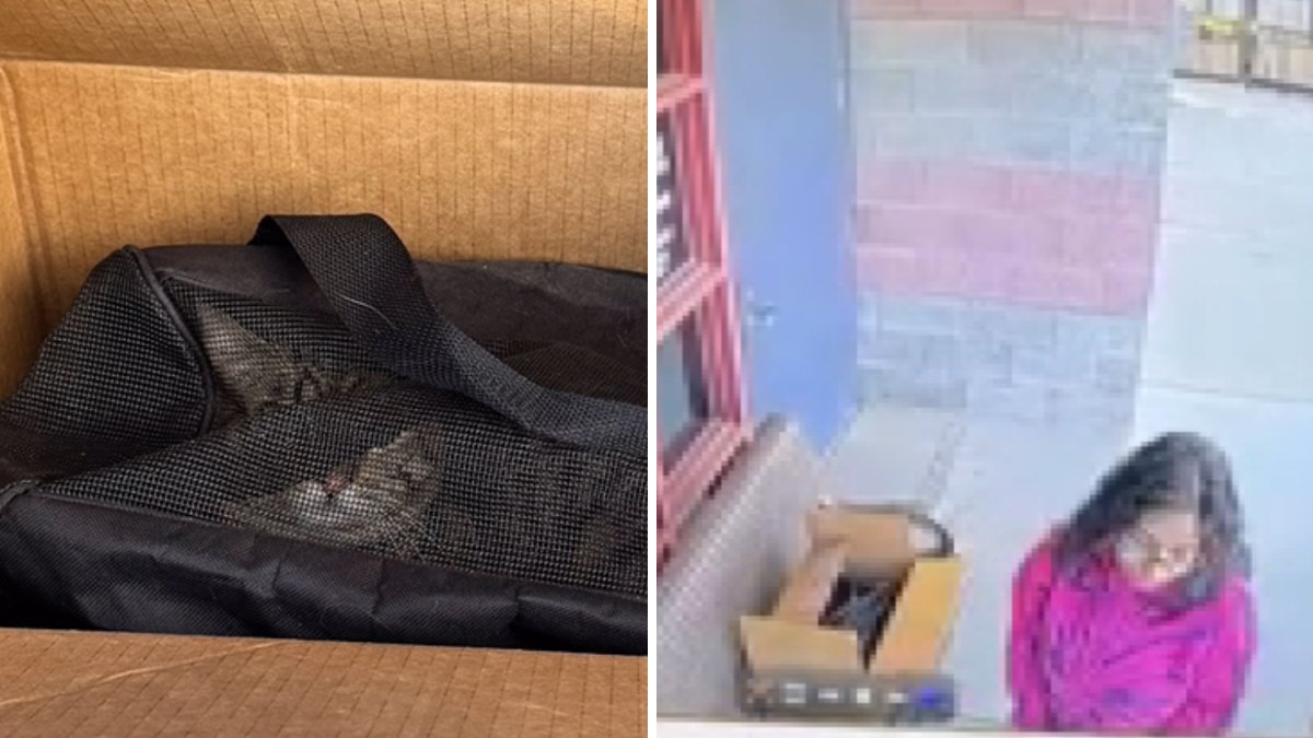 Woman abandons cat outside Redlands Animal Shelter – NBC Los Angeles