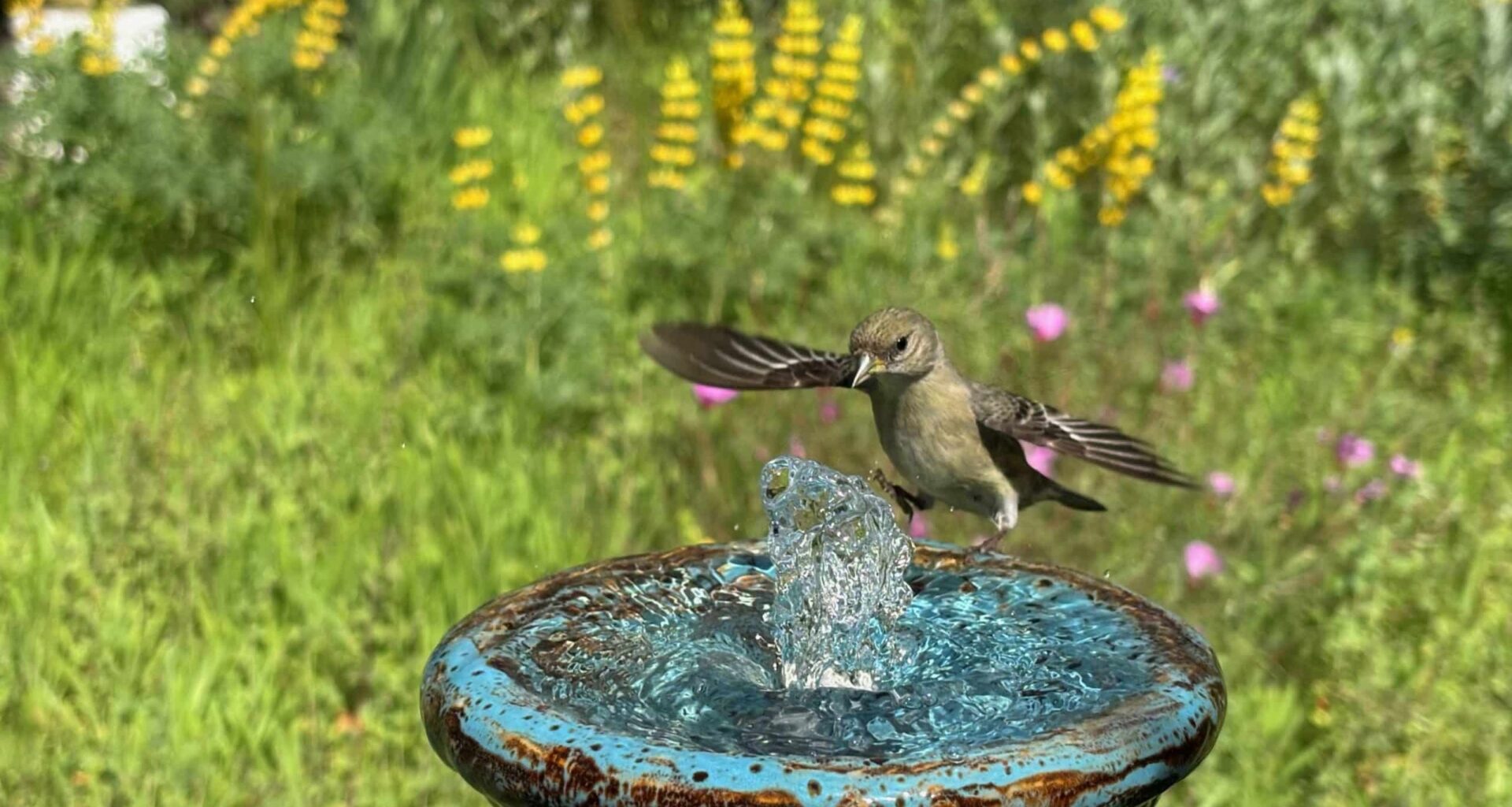 Tour stunning native plant gardens in East Bay backyards