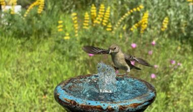 Tour stunning native plant gardens in East Bay backyards