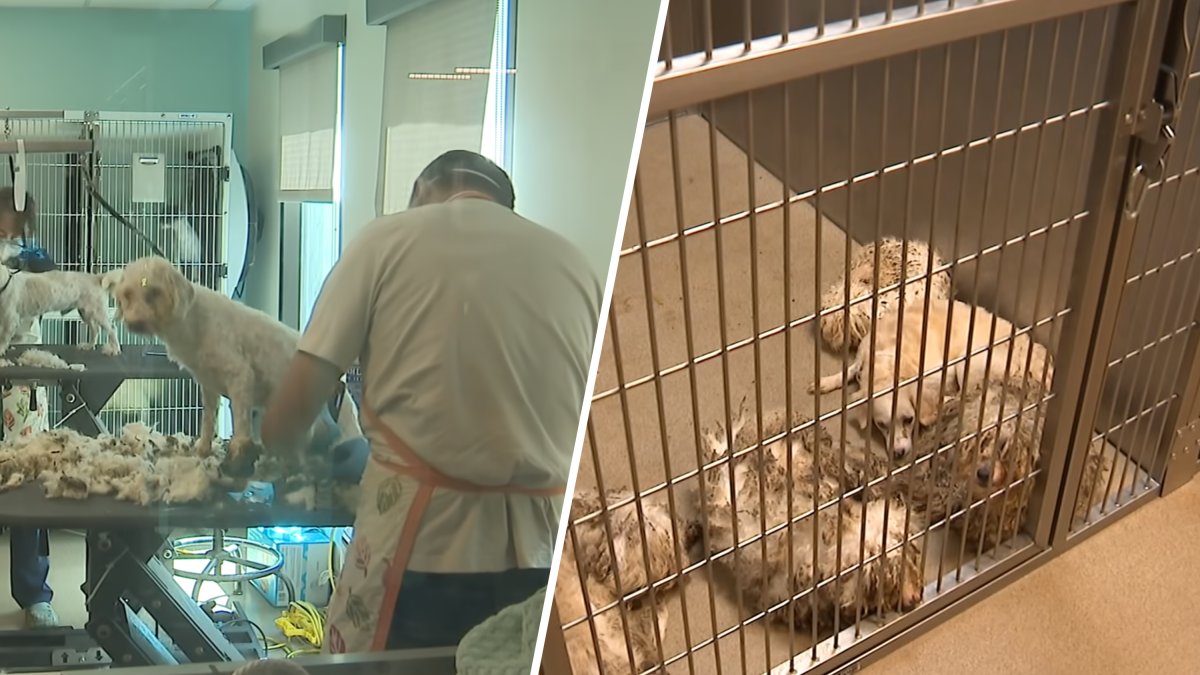 ‘Neglected’ dogs recovering in Palmdale – NBC Los Angeles