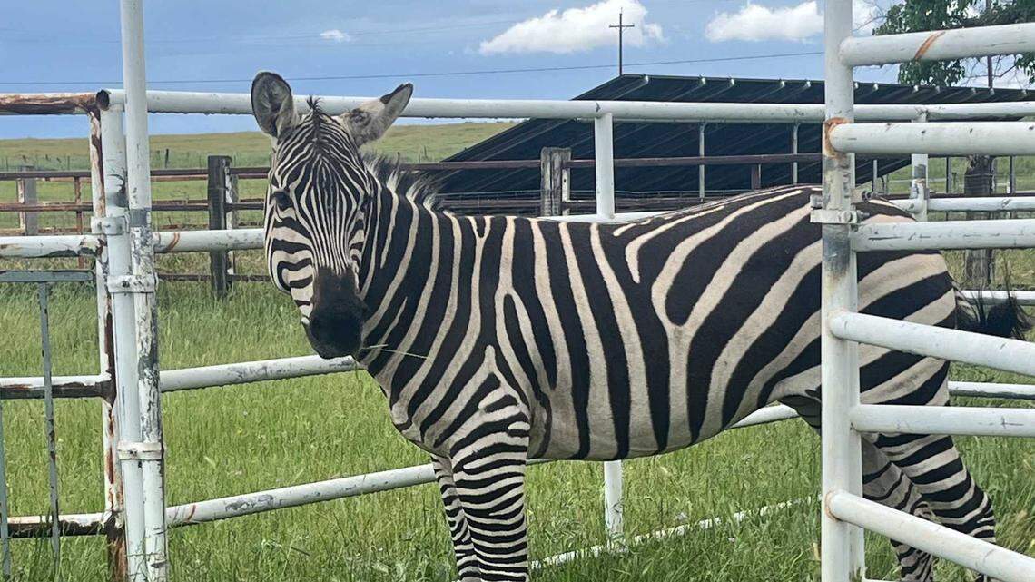 The story behind Lincoln High’s zebra mascot