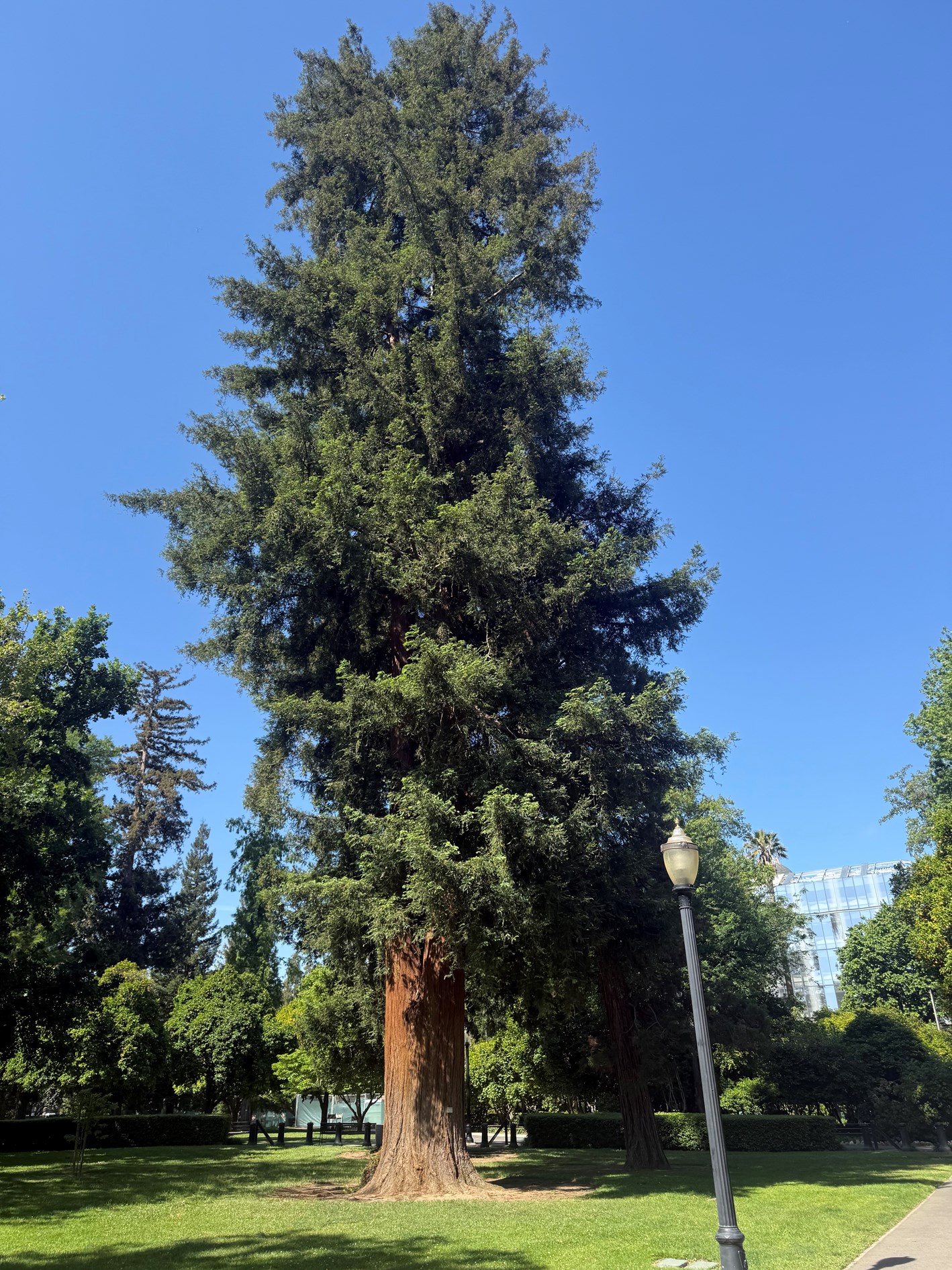 Coast Redwood