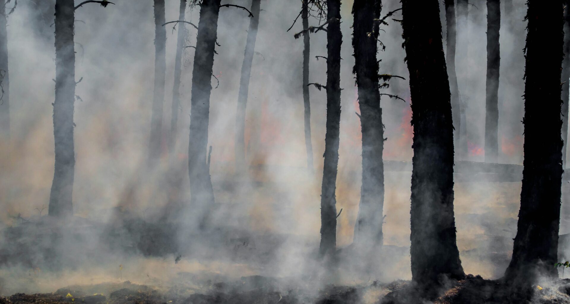 Sparse snowpack in California fuels concern over fast-approaching fire season • Sacramento News & Review