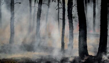 Sparse snowpack in California fuels concern over fast-approaching fire season • Sacramento News & Review