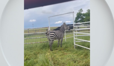 Zebra escape: Zeus gets loose again in Lincoln, safely returned home