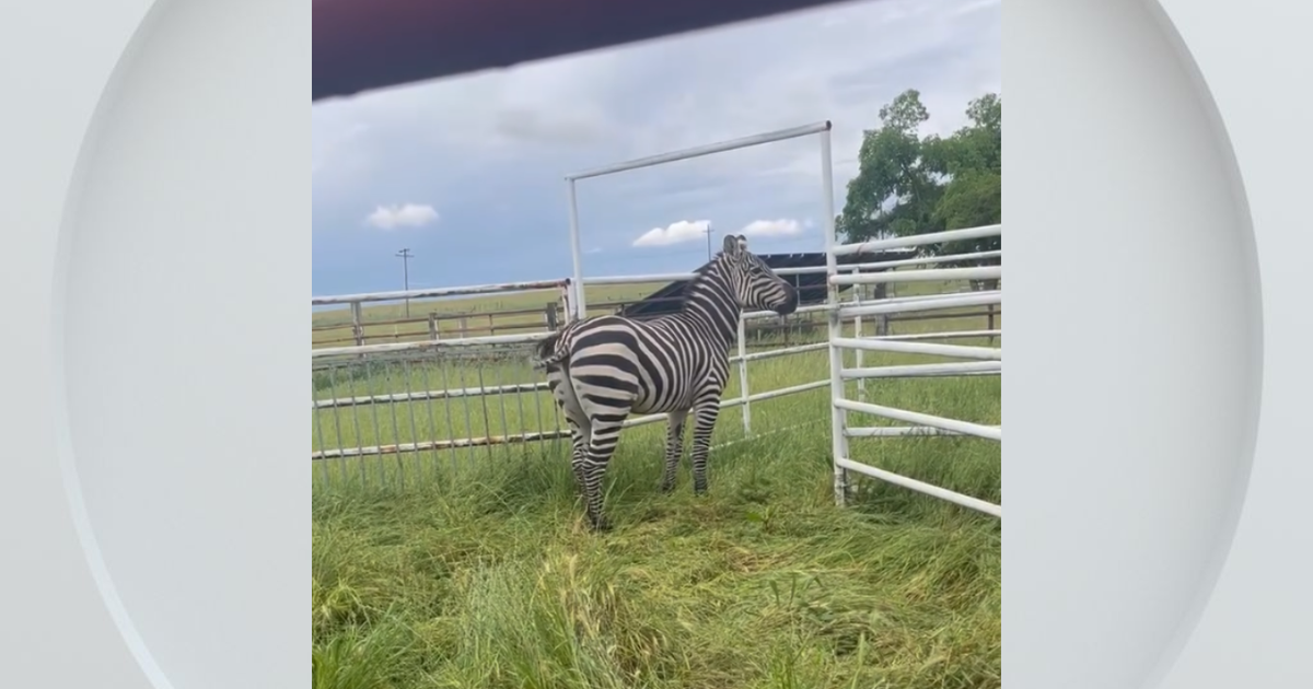 Zebra escape: Zeus gets loose again in Lincoln, safely returned home