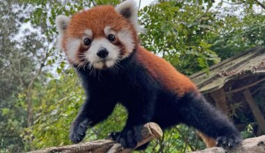 San Francisco Zoo to receive $6.5 million loan from City Hall amid financial struggles