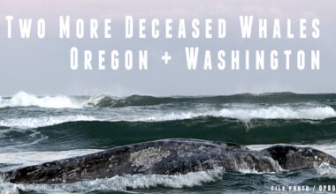 Two More Dead Whales on Oregon / Washington Coast, Why It's Happening