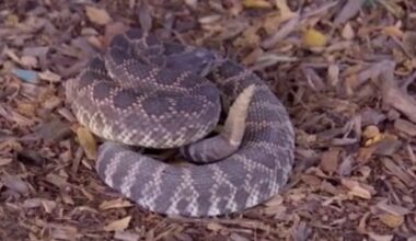 These are the top rattlesnake hot spots in Southern California: LIST