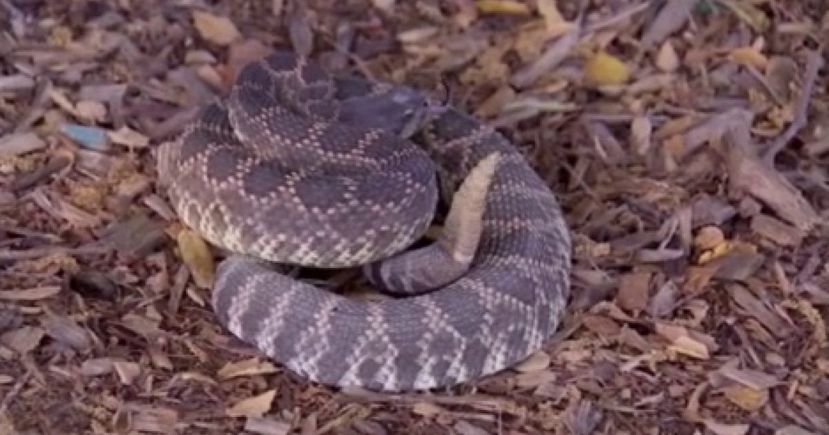 These are the top rattlesnake hot spots in Southern California: LIST