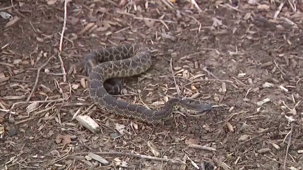 PREVIOUS COVERAGE: Rattlesnakes on Southern California hiking trails