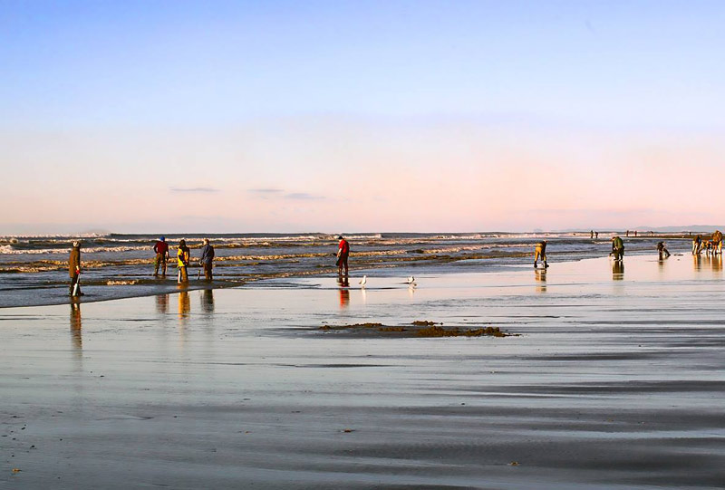 Washington Coast Okays A Week of Clam Digs Starting Today at Long Beach, Copalis, More