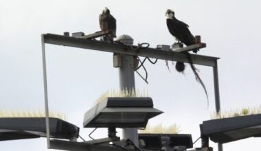 Protected ospreys likely in for a longer stay at La Jolla Tennis Club – San Diego Union-Tribune